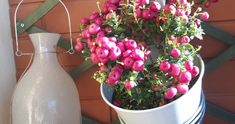 Pernettya Mucronata Rosa