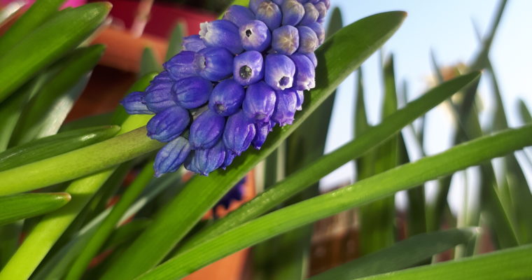 MUSCARI