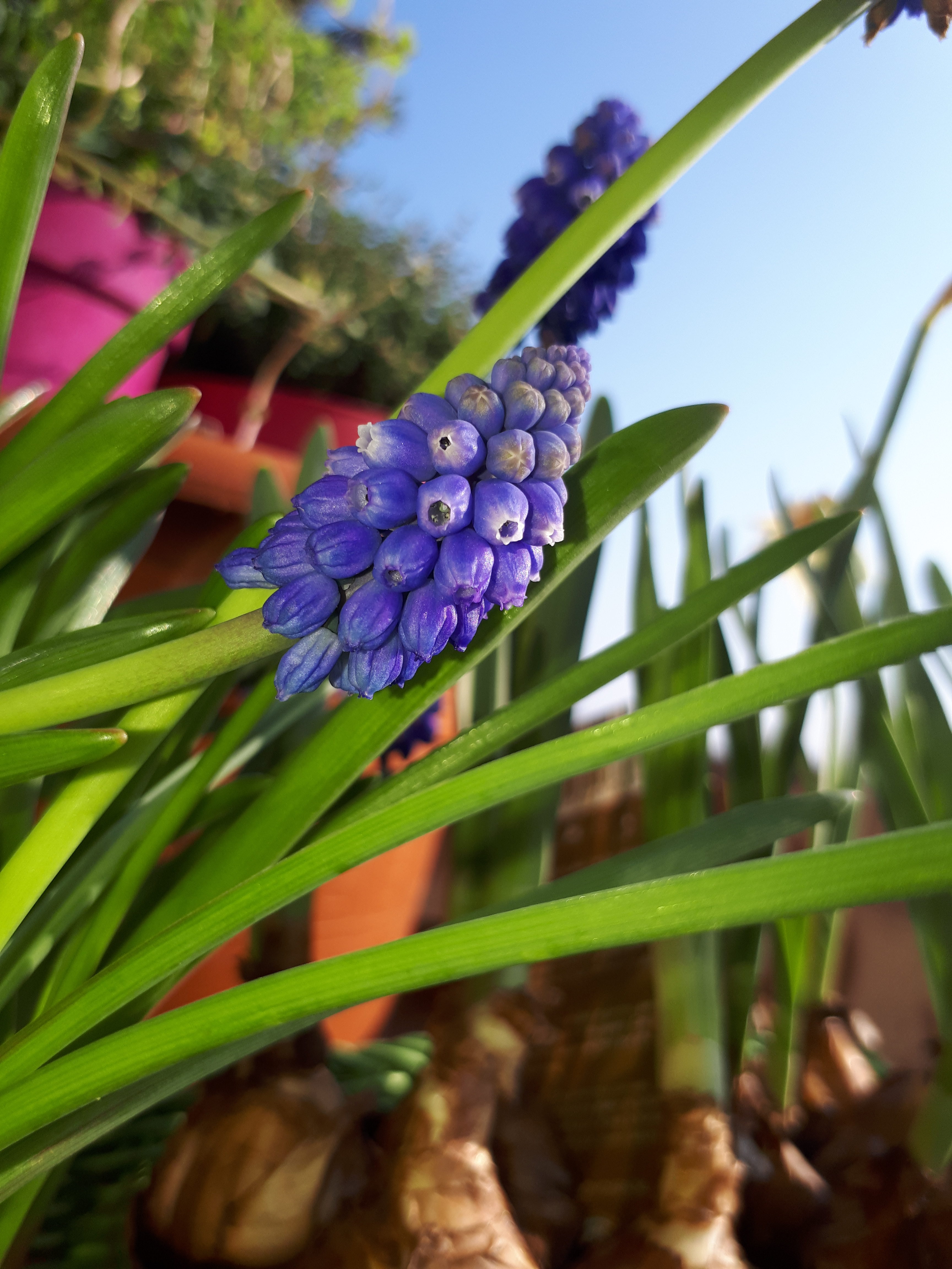 MUSCARI