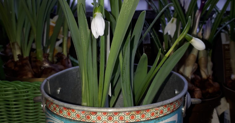 Bucaneve – Galanthus nivalis