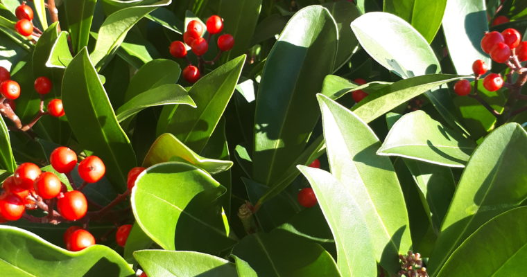 Skimmia Japonica