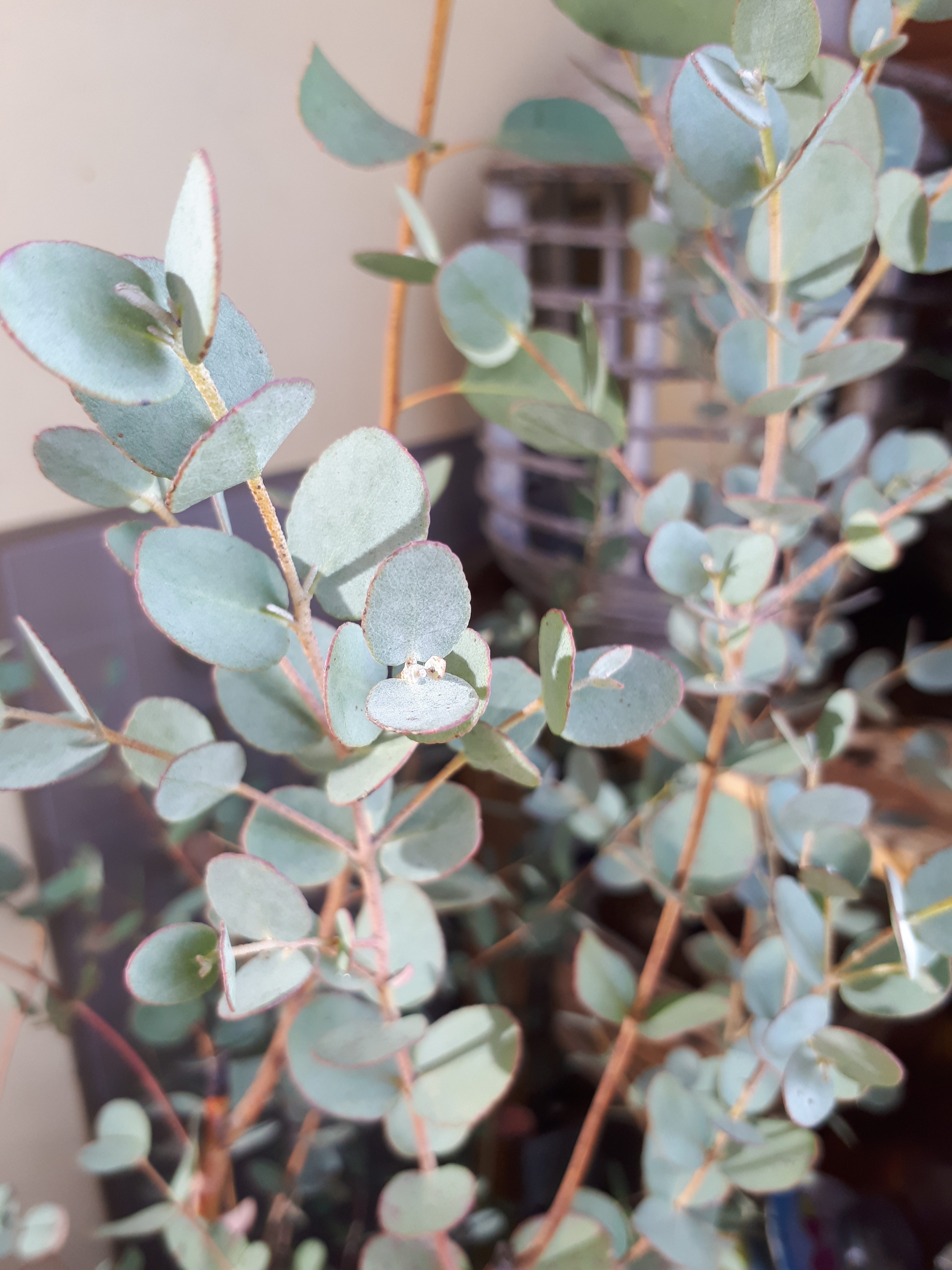 Eucalyptus globulus Labill – Eucalipto