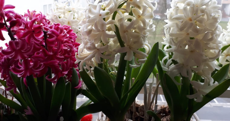 Hyacinthus – Giacinto