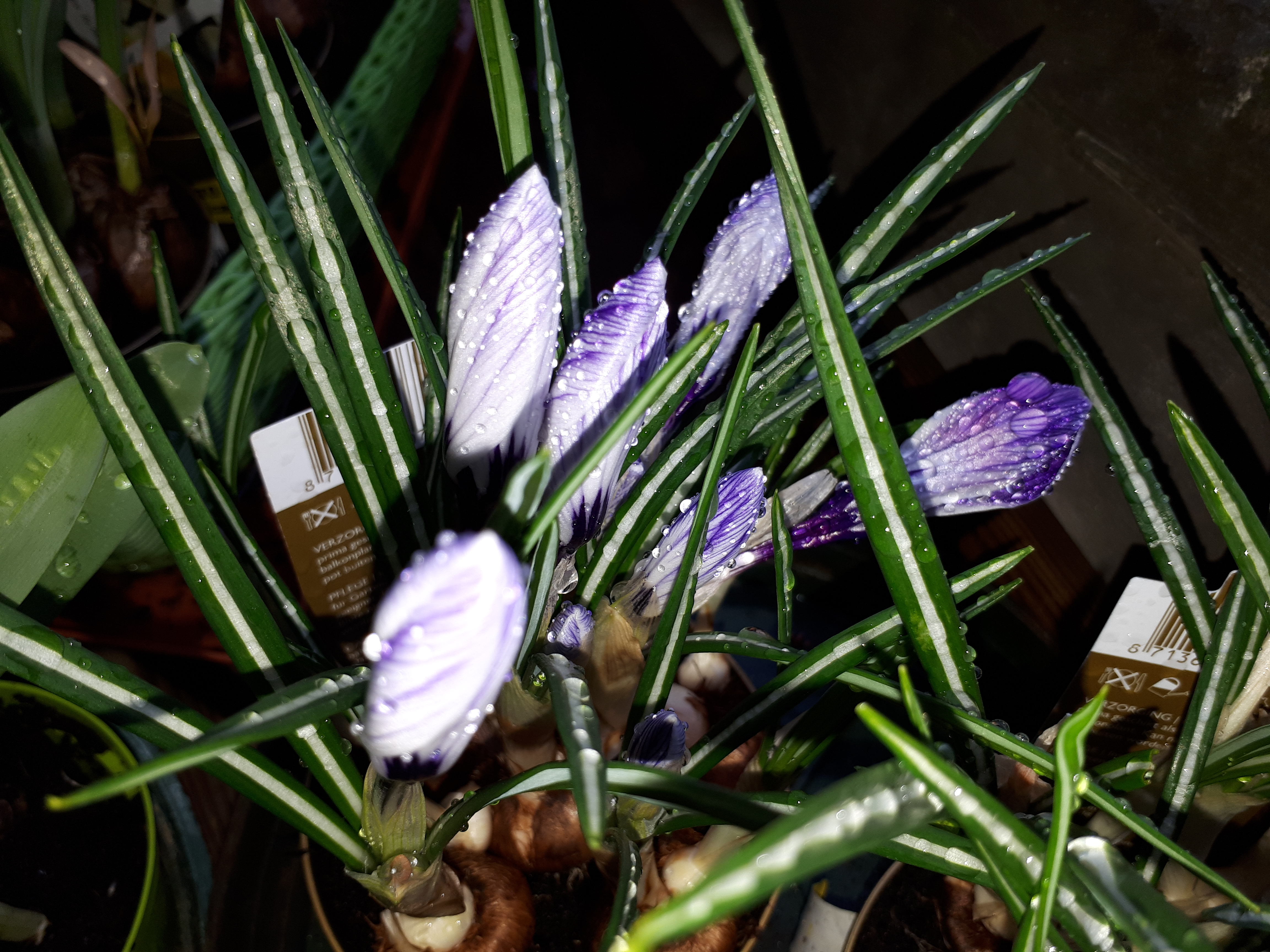 Croco – Crocus
