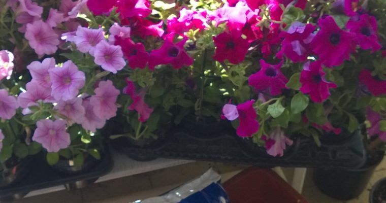 Petunia