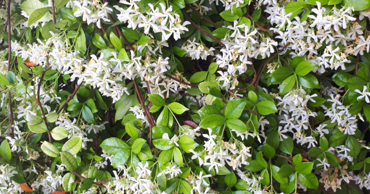 GELSOMINO – JASMINUM